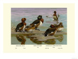 White-Eyed Ducks