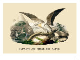 Gypaete  Ou Phene des Alpes