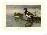 Red-Crested Pochard