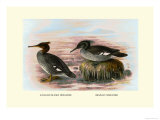 Auckland Island and Brazilian Mergansers