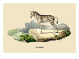 Zebre