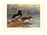 Rosy-Billed Duck