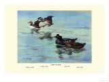 Surf Scoter Ducks