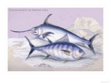 Plain Bonito and Swordfish