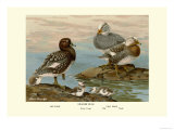 Steamer Ducks