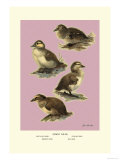 Four Downy Young Ducks
