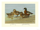 Gray Teal and Chestnut-Breasted Teal