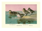 Four Types of Teal Ducks