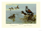 Harlequin Duck