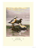 Stellars and Spectacled Eiders