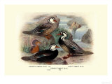 Garlepp'S  Jame's and Turner's Torrent Ducks