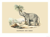 Elephant d'Inde