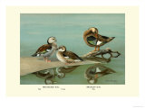 Ring-Necked and Brazilian Teals