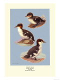 Three Downy Young Ducks