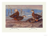 Florida Dusty and Mexican Ducks