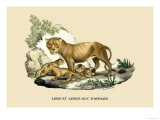 Lion et Lionne d'Afrique