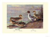 Pintail Ducks
