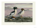 Chinese Merganser