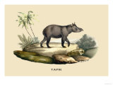 Tapir