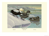 Labrador Duck