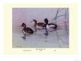 Ring-Necked Duck