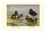 Australian White-Eyed and Southern Pochard Ducks