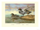 Falcated Teal Ducks