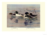 Golden-Eye and Barrow's Golden-Eye Ducks