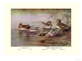 European and American Teal Duck