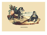 Mandril