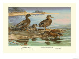 Hawaiian Duck and Oustalet's Gray Duck
