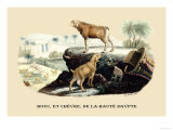 Bouc et Chevre de la Haute Egypte