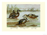 Three Types of Shoveller Ducks