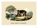 Ours Brun d'Europe