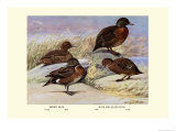 Brown and Auckland Ducks