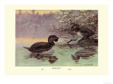 Musk Duck