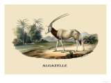 Algazelle