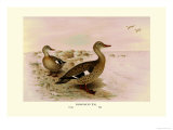 Madagascan Teal