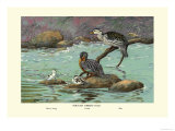 Peruvian Torrent Duck