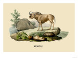 Gnou