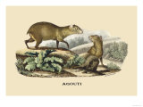 Agouti