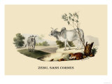 Zebu  Sans Cornes