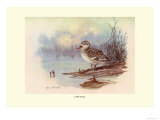 Cape Teal