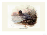 Mountain Duck