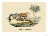 Tigre d'Afrique