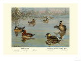 Masked and Madagascan Ducks