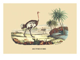 Autruche (Ostrich)