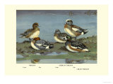 Widgeon Ducks