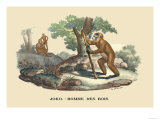 JOKO  Homme des Bois