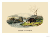 Castor du Canada